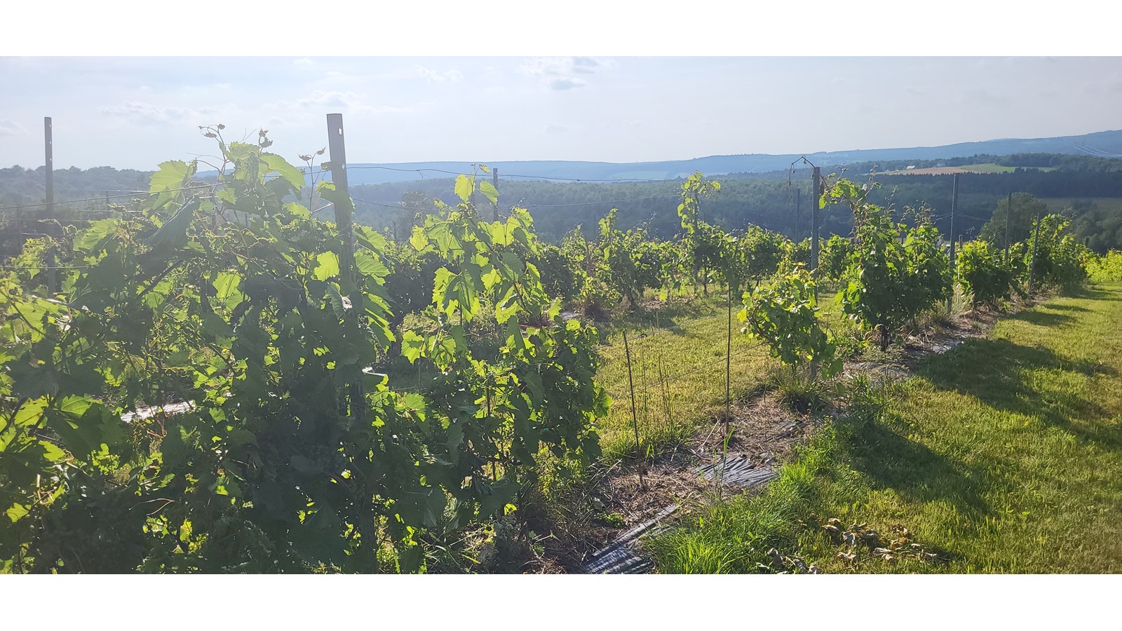 Un vignoble artisan ancré par des valeurs humaines et familiales profondes