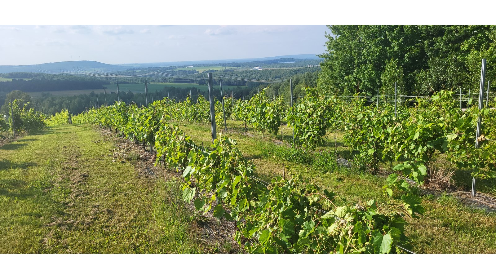 Juché sur de grandes terres au sommet du 35 chemin Gallup dans un secteur rural de la petite municipalité de Danville, le vignoble La Vallée des Nuages est devenue un incontournable du secteur commercial et touristique de la MRC des Sources.