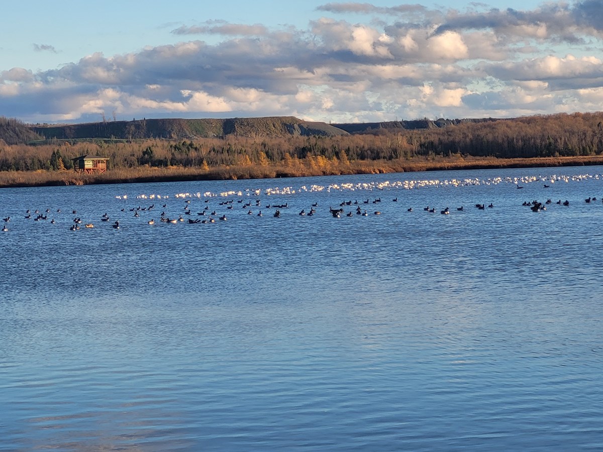 Le Festival des Oiseaux migrateurs à l’Étang Burbank célébrera ses 20 ans