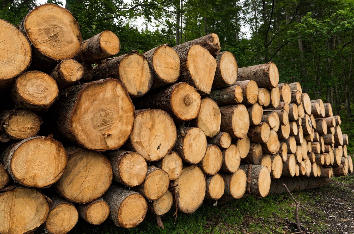 Le controversé règlement sur l’abattage des arbres adopté sur division