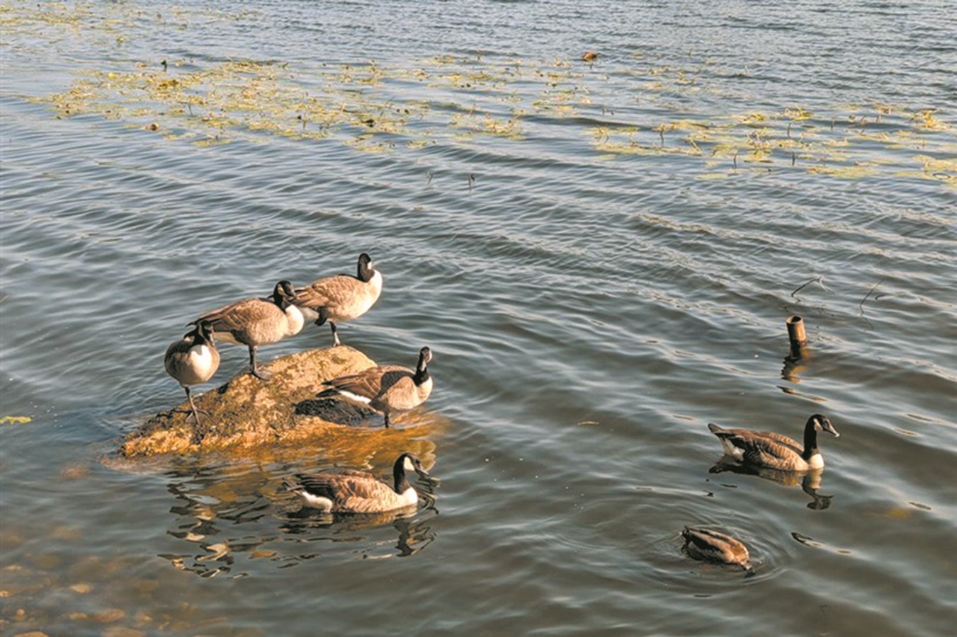 La 21e édition de la Fête des oiseaux migrateurs à Danville