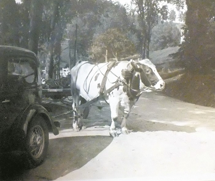 Un des bœufs d’un moulin de la rivière.