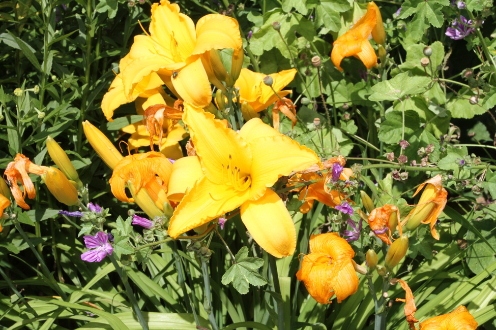 Windsor en fleurs
