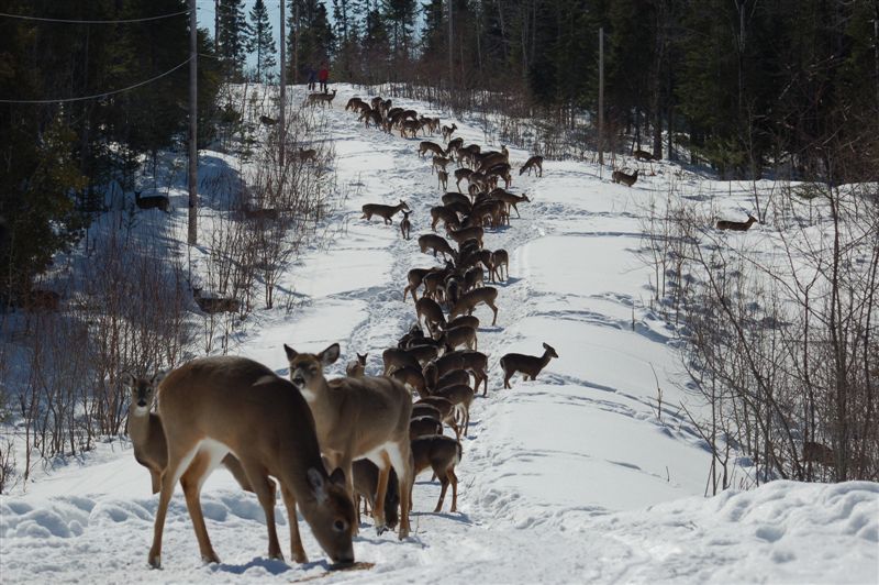 Dans un sentier de marche