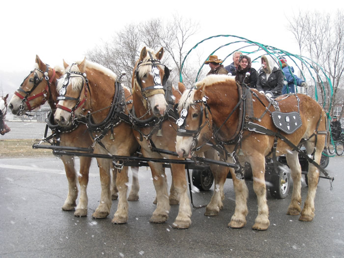 Défilé de la St-Patrick