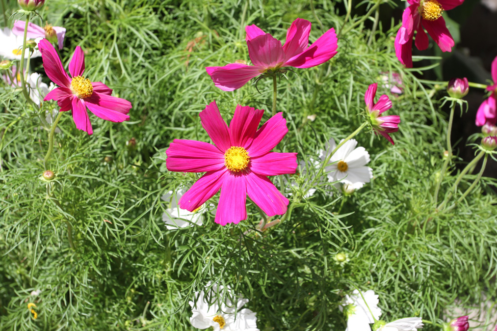 Windsor en fleurs