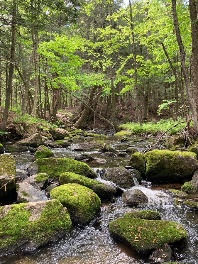 Ruisseau dans un boisé 