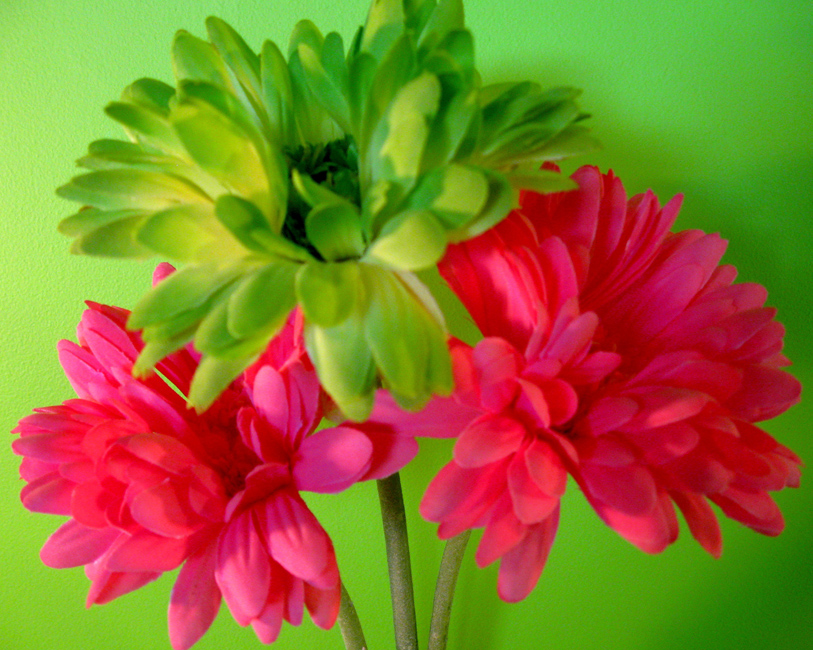 Fleurs colorées