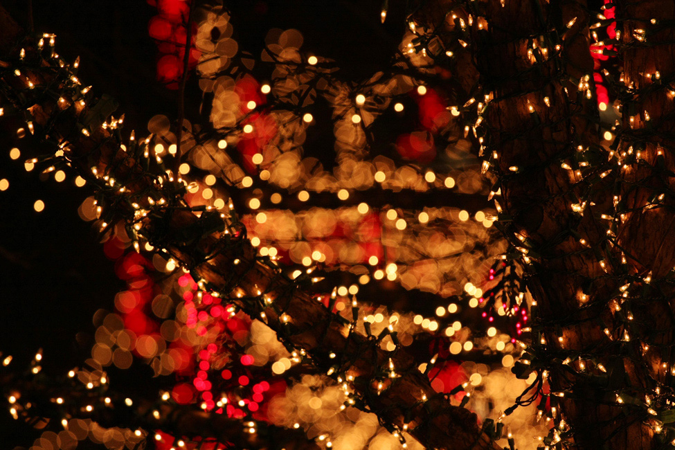 Le sapin la nuit