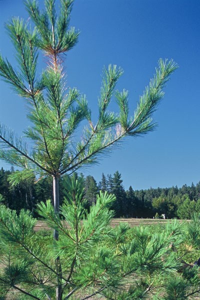 Distribution gratuite d'arbres demain 