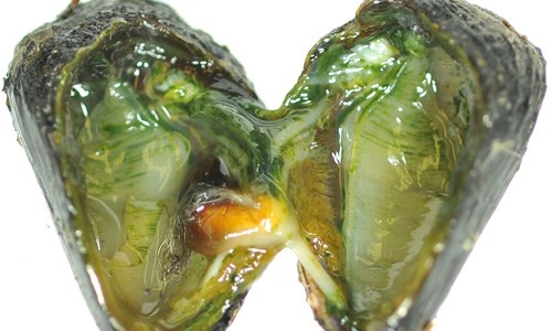 Une nouvelle microalgue parasite de la moule bleue découverte dans l'estuaire du Fleuve St-Laurent 
