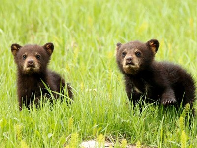 L'exposition «Petites boules de poils et duvet» du 11 au 24 octobre à l'UQAR