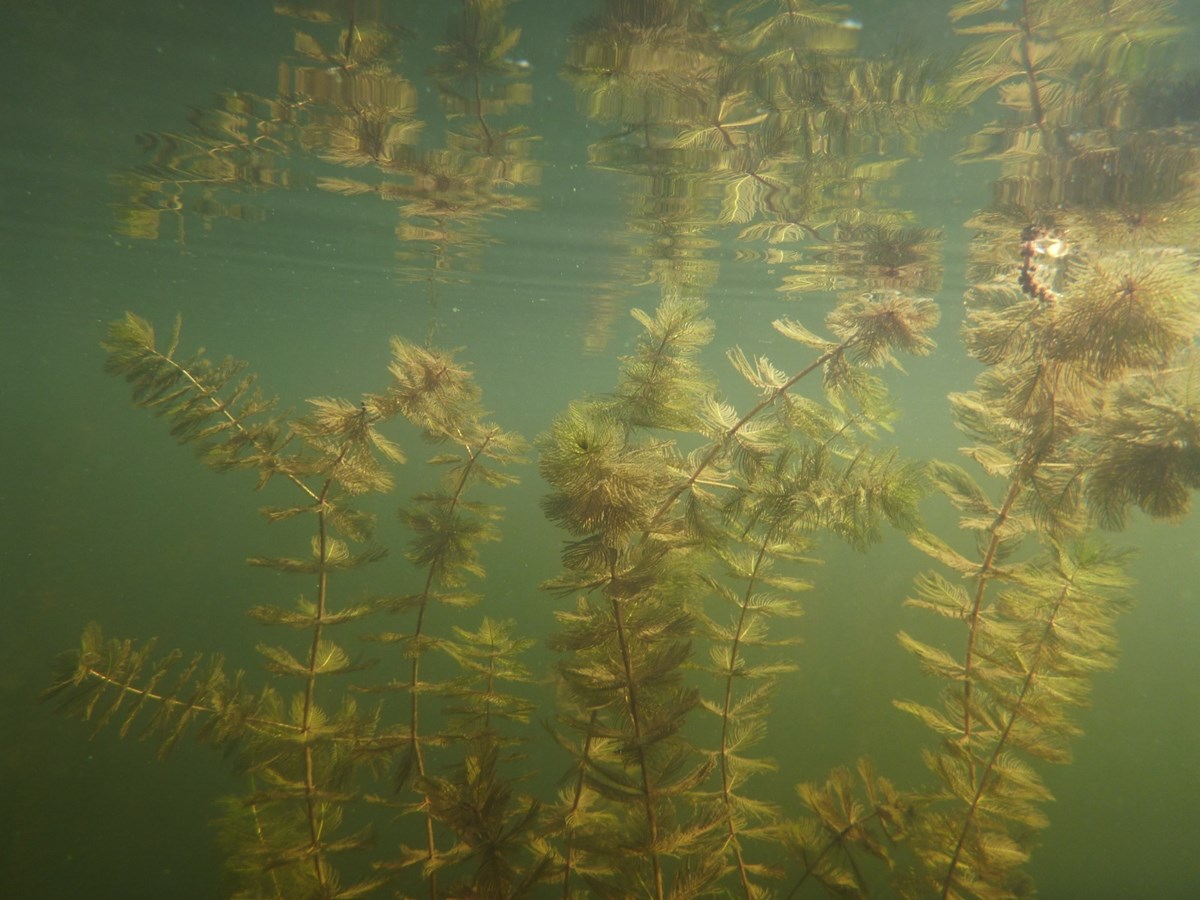 Myriophylle à épis : résistez à l’envahisseur