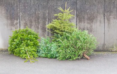 Une seconde vie donnée aux arbres de Noël à Rivière-du-Loup