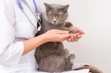 Le Centre de services animaliers à Rimouski, ouvert sur rendez-vous