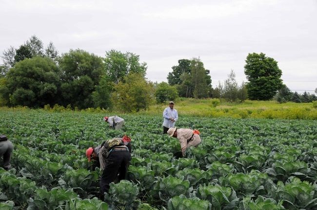 58,6 M$ d’Ottawa pour renforcer le Programme des travailleurs étrangers temporaires