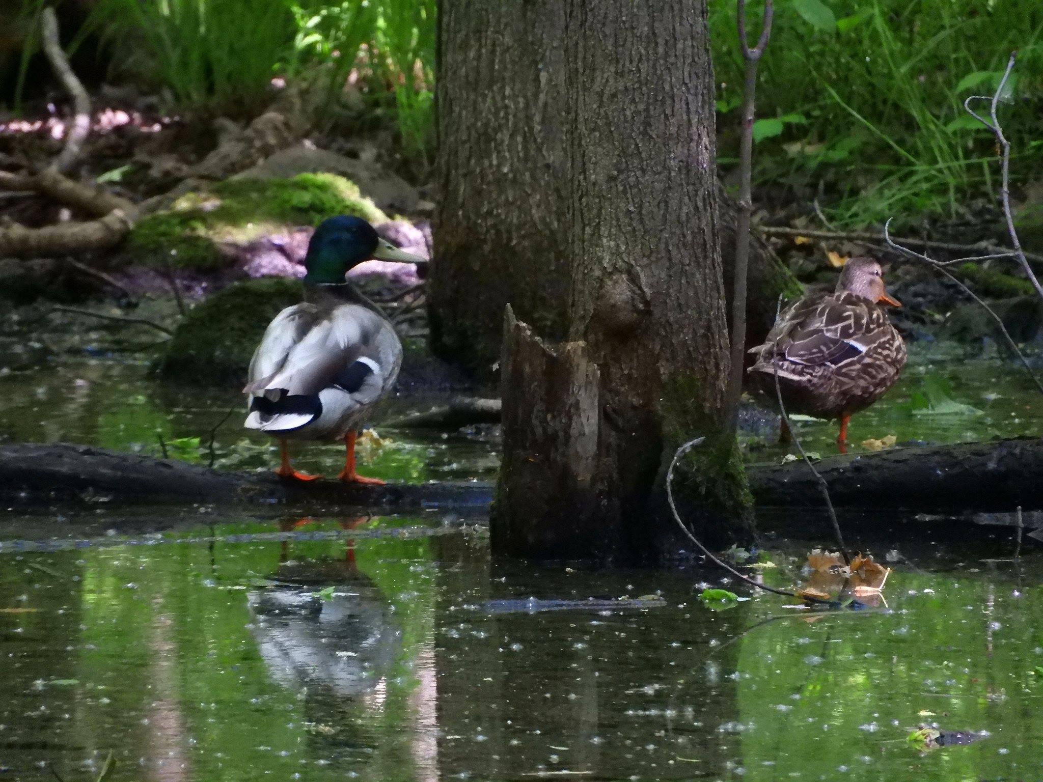 Courtoisie Facebook Sauvez Rousseau Wetlands Courtoisie Facebook Sauvez Rousseau Wetlands