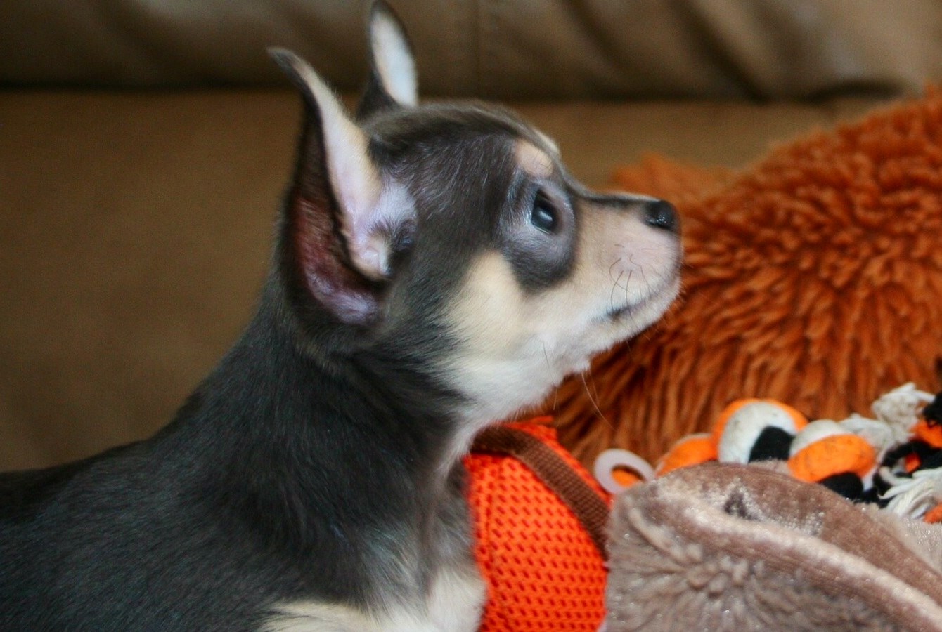 Un chiot volé à l’animalerie Toutou, retrouvé trois jours plus tard à Montréal