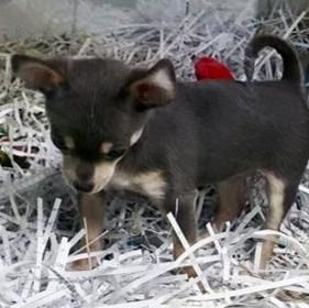 Les réseaux sociaux ont servi à retrouver le chiot