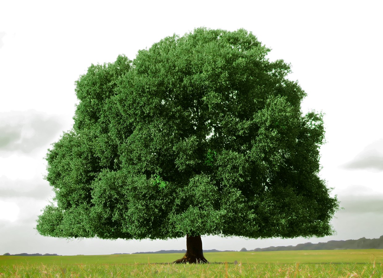 Journée de l’arbre et de l’environnement à Pincourt