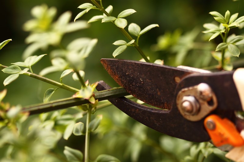 Ménage du printemps : ramassage des résidus verts