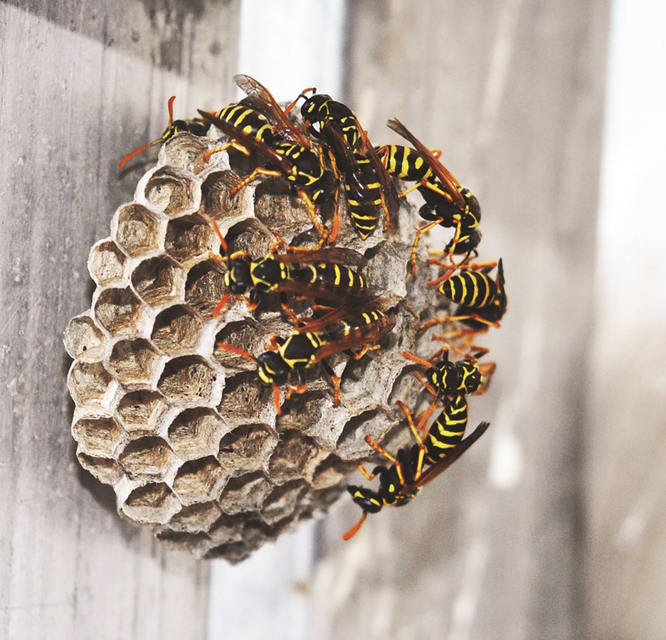 Ce printemps, soyez à l'affût des abeilles et des guêpes