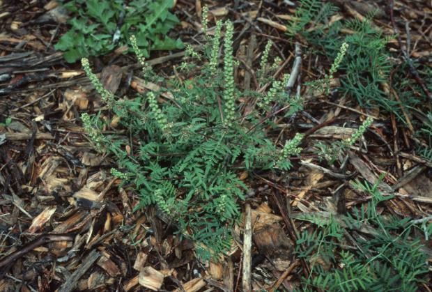 Entretien des terrains : les herbes hautes sont maintenant permises