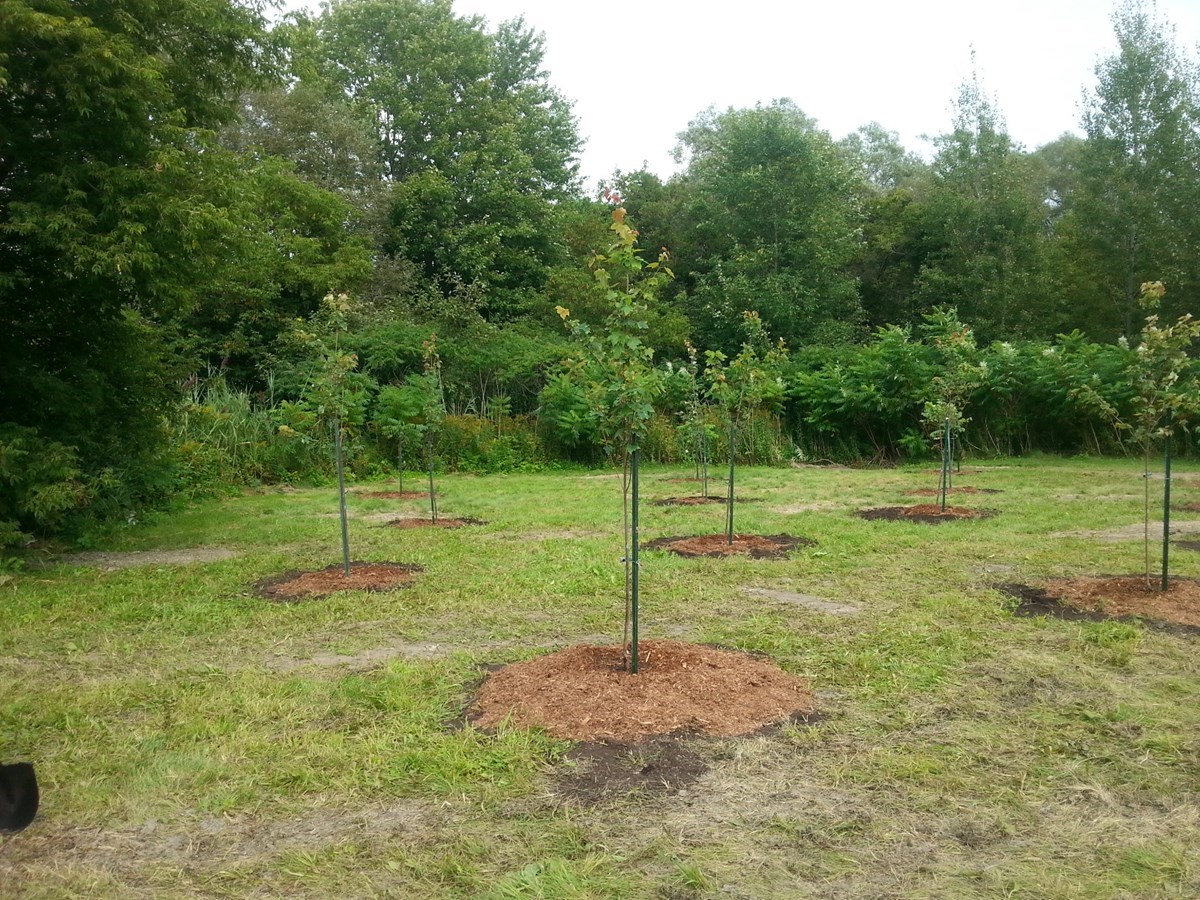 73 nouveaux arbres plantés au cœur de la municipalité de St-Lazare