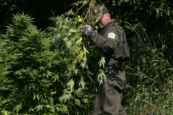 La SQ sollicite l’aide du public dans la lutte contre les productions de cannabis