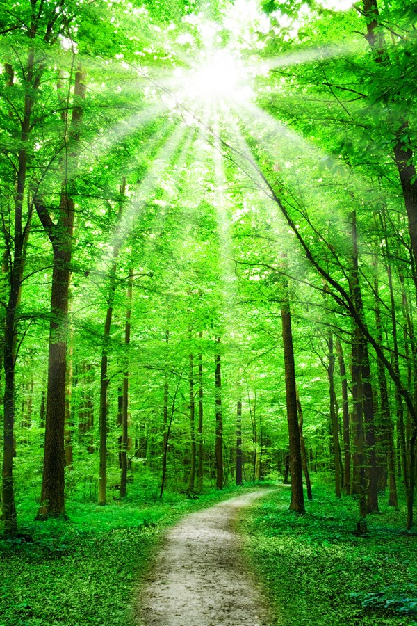 Grâce à une conception méticuleuse, les permaculturistes ont découvert qu’il est possible d’augmenter la rapidité du cycle naturel de création d’une forêt.