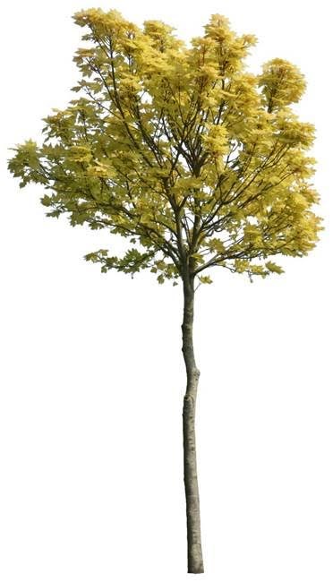 Modifications au règlement de zonage relativement à la plantation et à l’abattage d’arbres