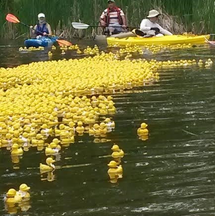 Deuxième édition de la course de canards sur la rivière Beaudette