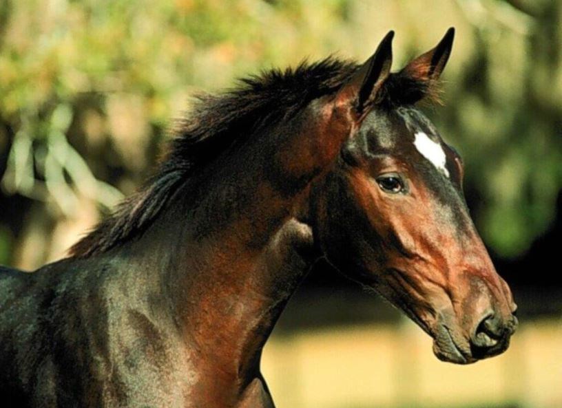 Deux causes qui tiennent à coeur le Festival Saint-Lazare au galop