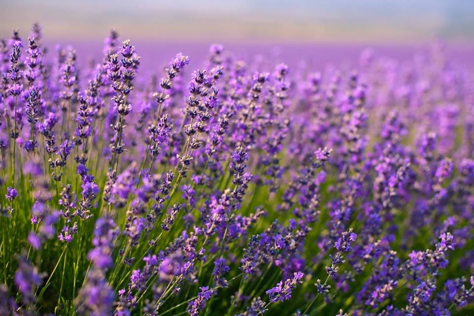 Une grande fin de semaine d’ouverture pour les champs de lavande et jardins de Rêves