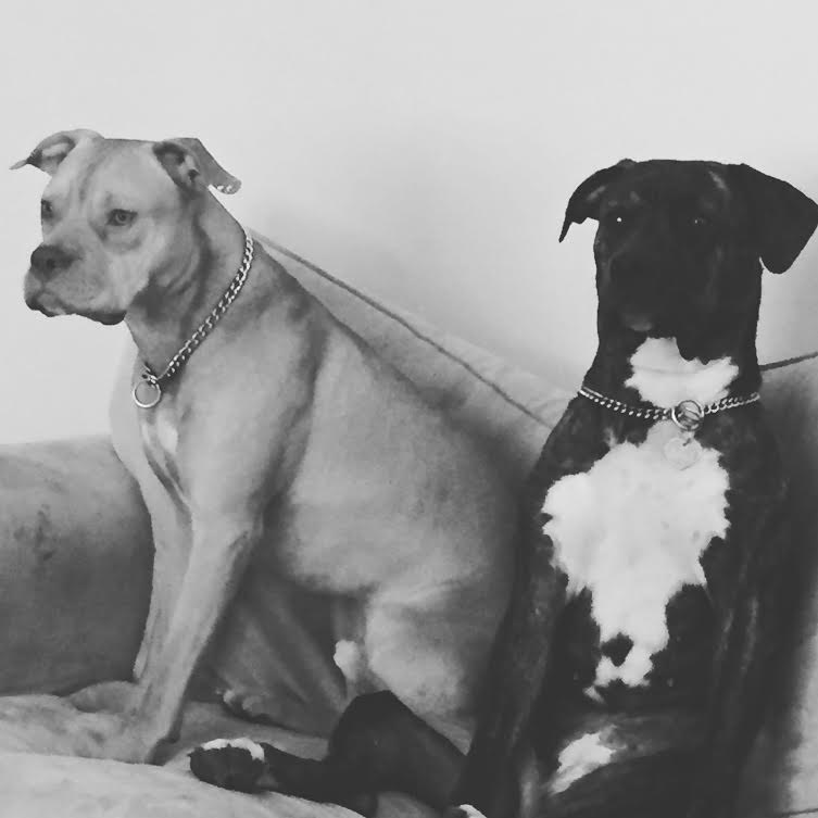 Une marche pour s'opposer à la législation spécifique des races de chiens