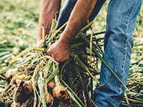 Quatre bonnes raisons pour manger des fruits et légumes cultivés chez nous