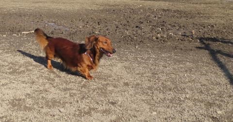 Le parc à chiens de Salaberry-de-Valleyfield est rouvert