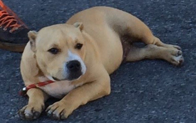 Une vingtaine de participants à la marche pour s'opposer à la législation spécifique des races de chiens