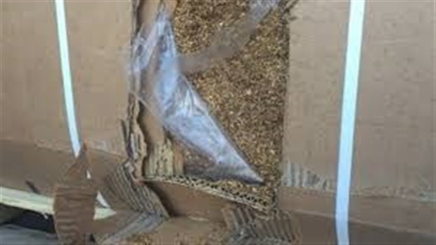 Un résident de Les Cèdres arrêté pour du tabac haché fin de contrebande