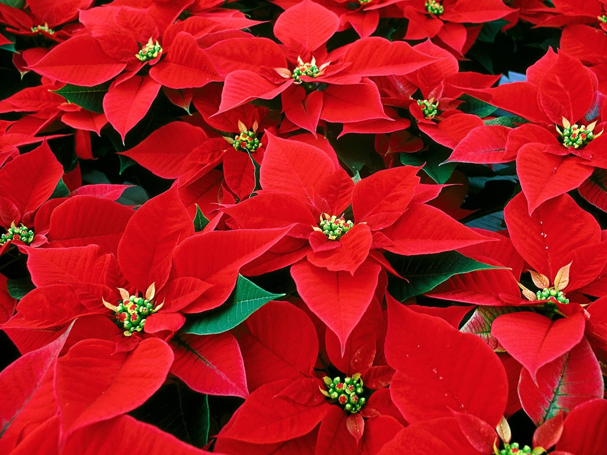 Faites un don de 25 $ et recevez un poinsettia!