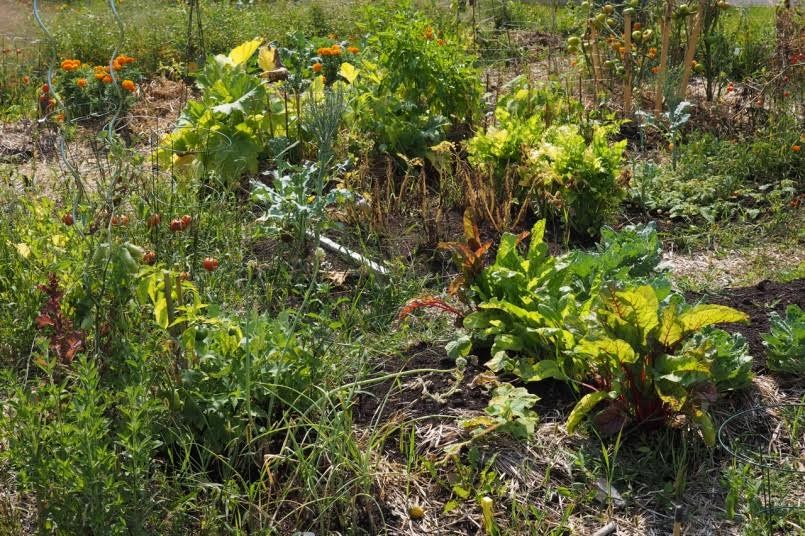 Réservez votre place au jardin communautaire de Saint-Lazare