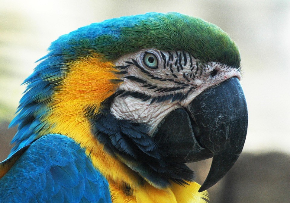 Conférence: Oiseaux aux couleurs imaginaires