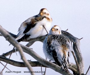 Salaberry-de-Valleyfield: conférence ornithologique