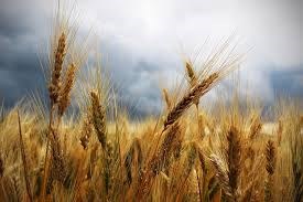 Budget 2017 : une claque au visage des producteurs de grains