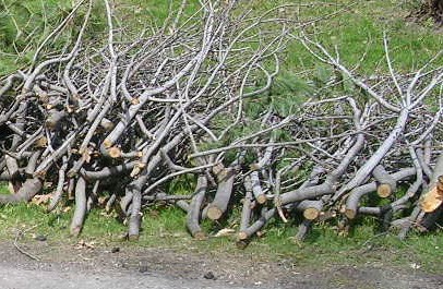 Retour de la collecte de branches à Notre-Dame-de-l'Île-Perrot