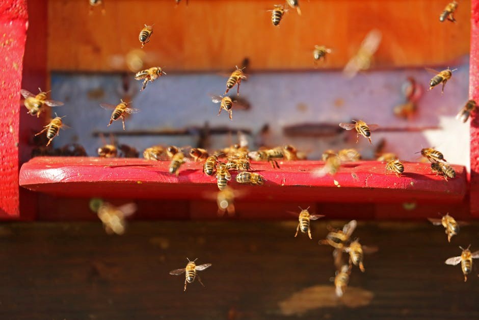 Cinq faits concernant la santé des abeilles