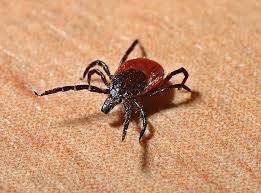 La Montérégie:  terreau fertile pour la maladie de Lyme