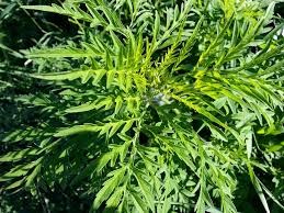La Ville de Vaudreuil-Dorion poursuit sa lutte contre l'herbe à poux