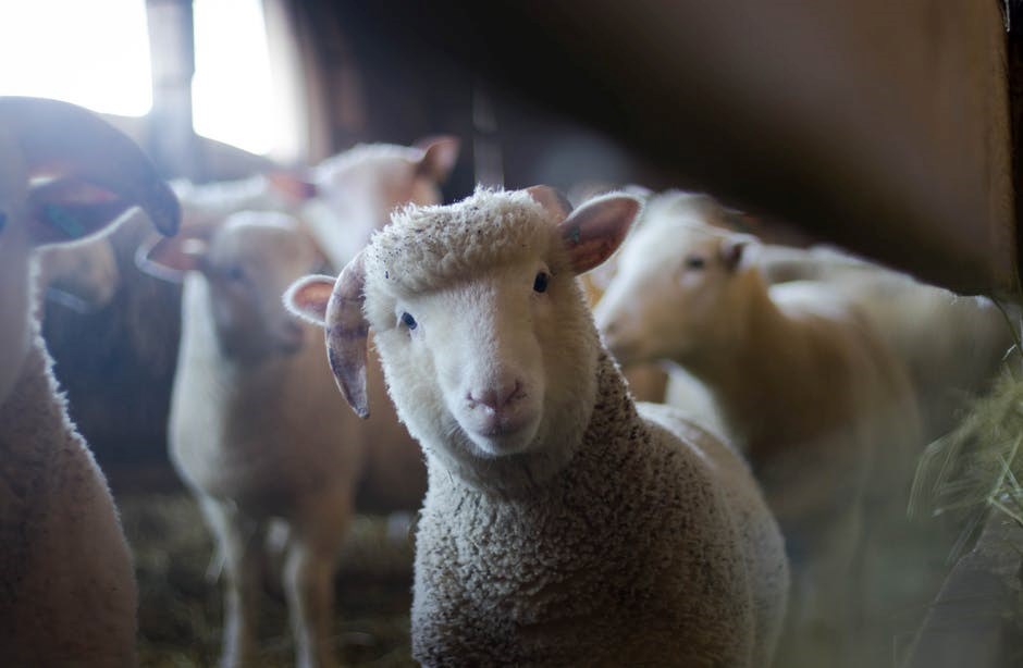 Les fermes vous ouvrent leurs portes ce dimanche