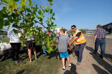 La Ville de Saint-Lazare plante 36 nouveaux arbres